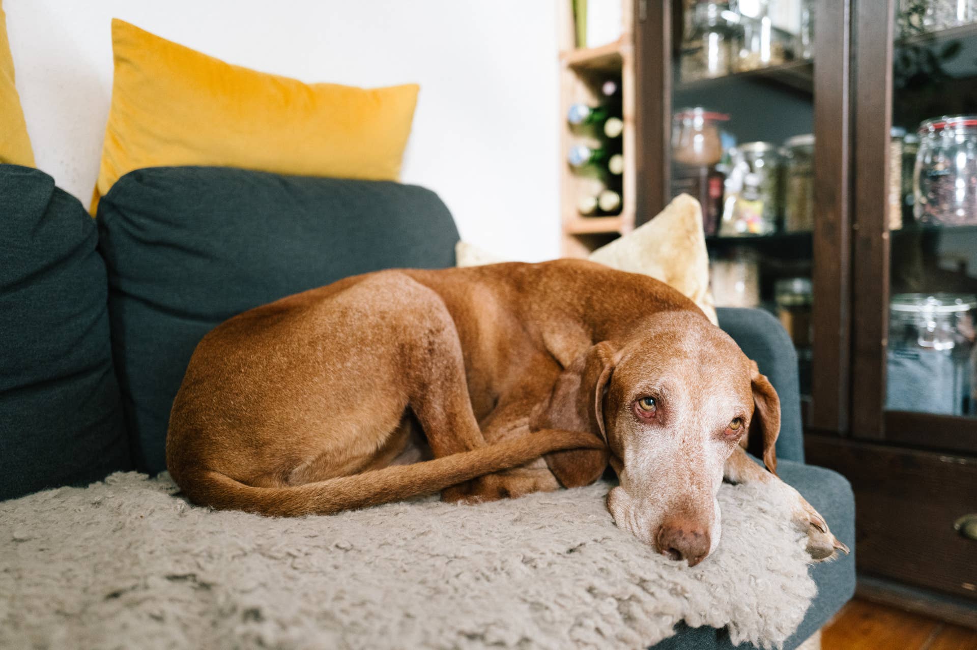 Senior Dog Cold-Weather Joint Pain Warning Signs to Know - Parade Pets