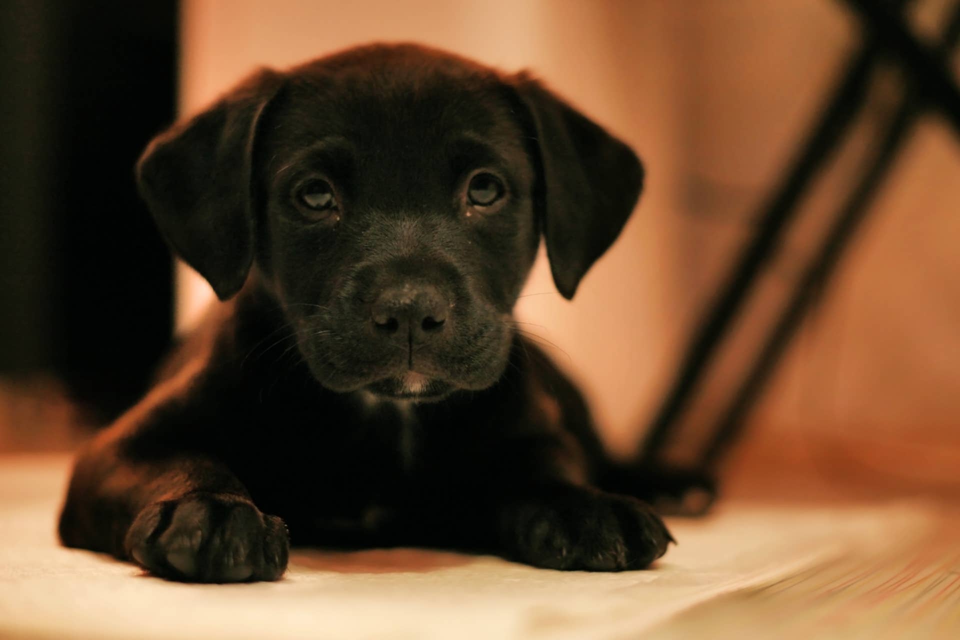Dogs Balck Lab Black Lab Puppy Tackles the Stairs With the Cutest Flippity Flops ...