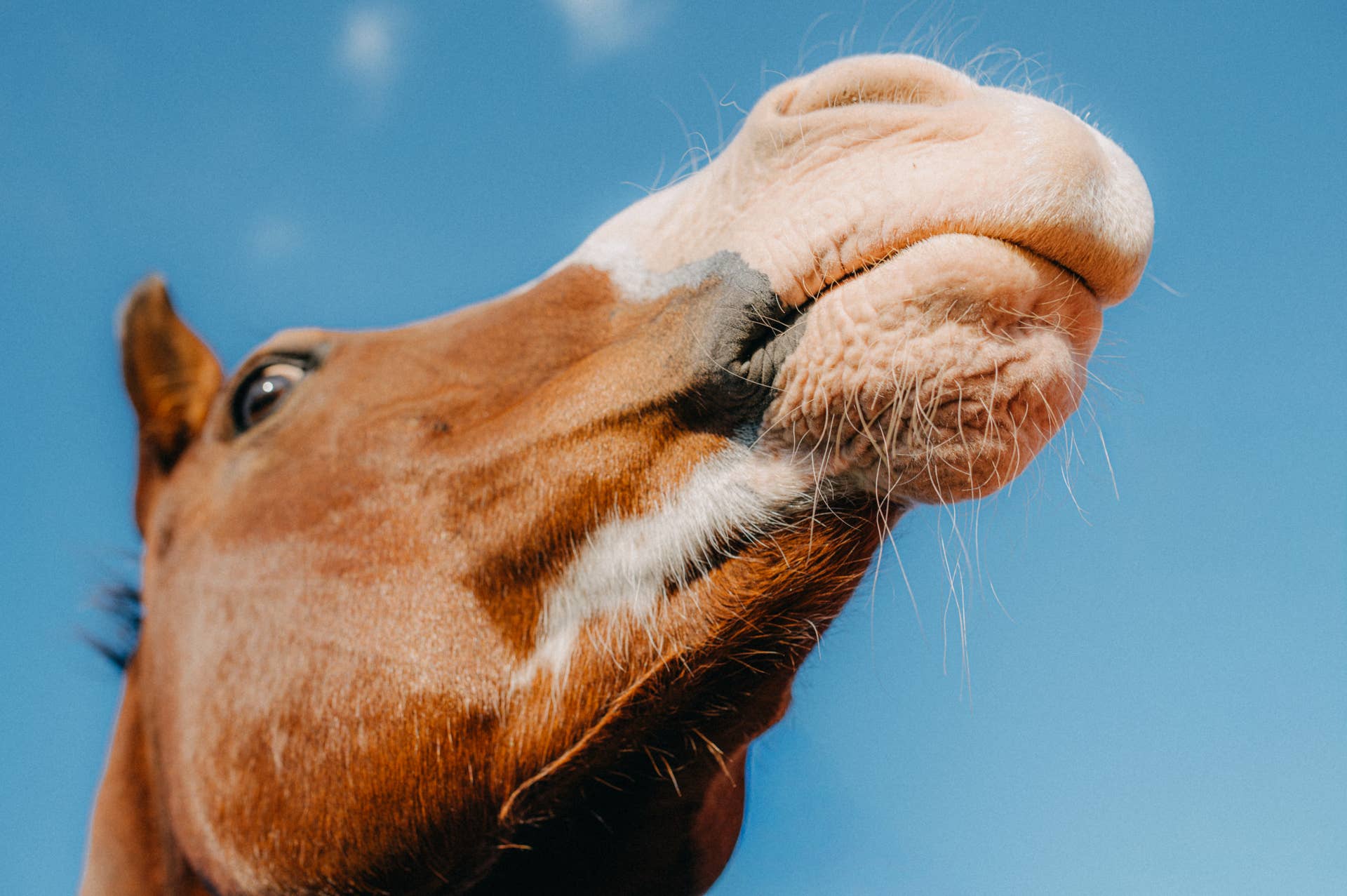 Rescue Horse Falls in Love With a Leaf Blower, and His Reaction Is ...