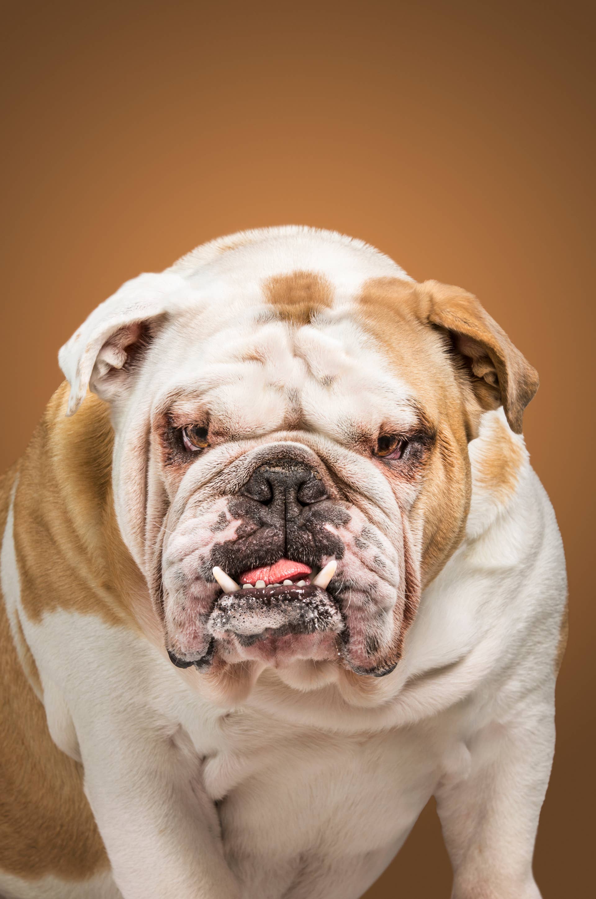 Bulldog Starts Complaining and Sounds Like a Slobbery Grandpa Who’s Had ...