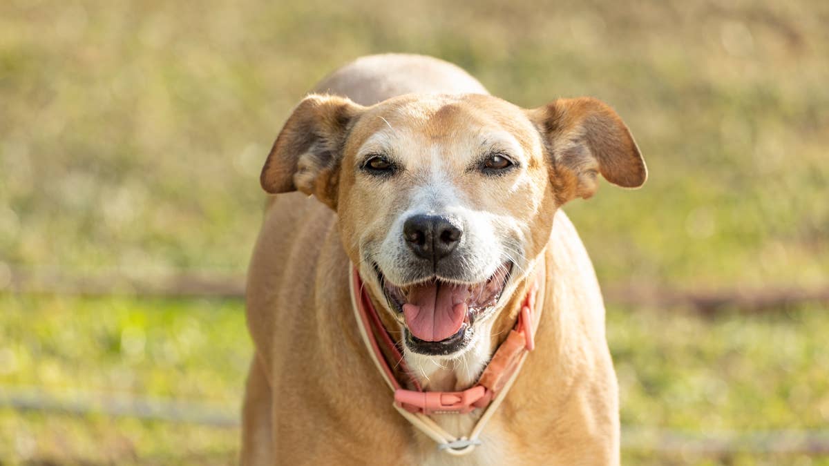 Senior Dog Lets Out Such a Mighty Bark He Knocks Himself Right Over ...