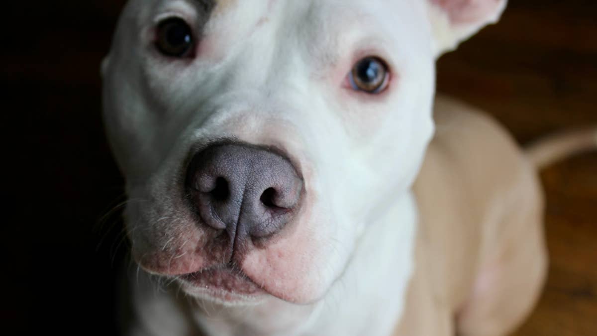 Shelter’s ‘Longest Resident’ Meets His New Parents — and Their Instant ...