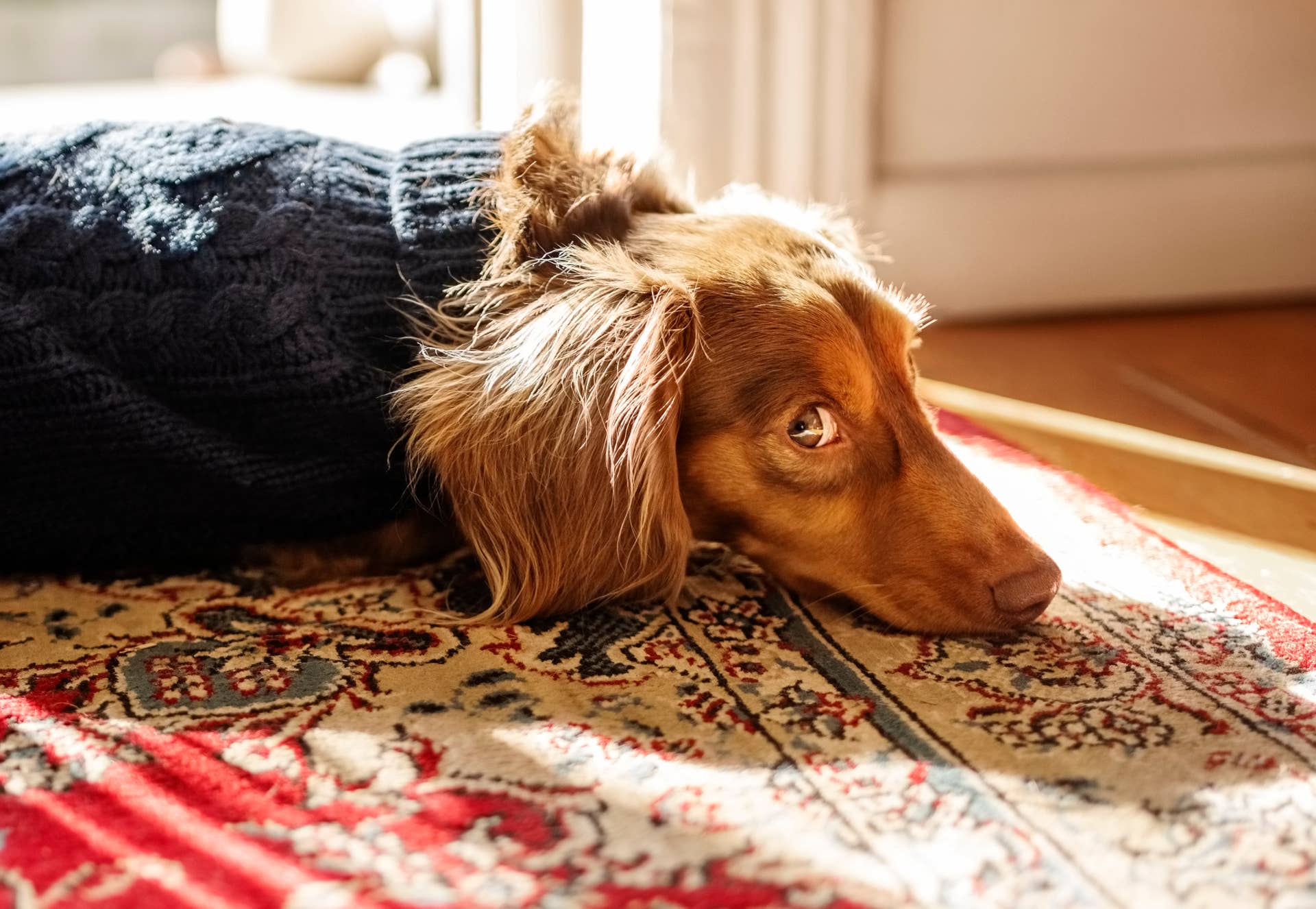 Dachshund Gives the Biggest Puppy-Dog Eyes When Mom Puts Her in a ...