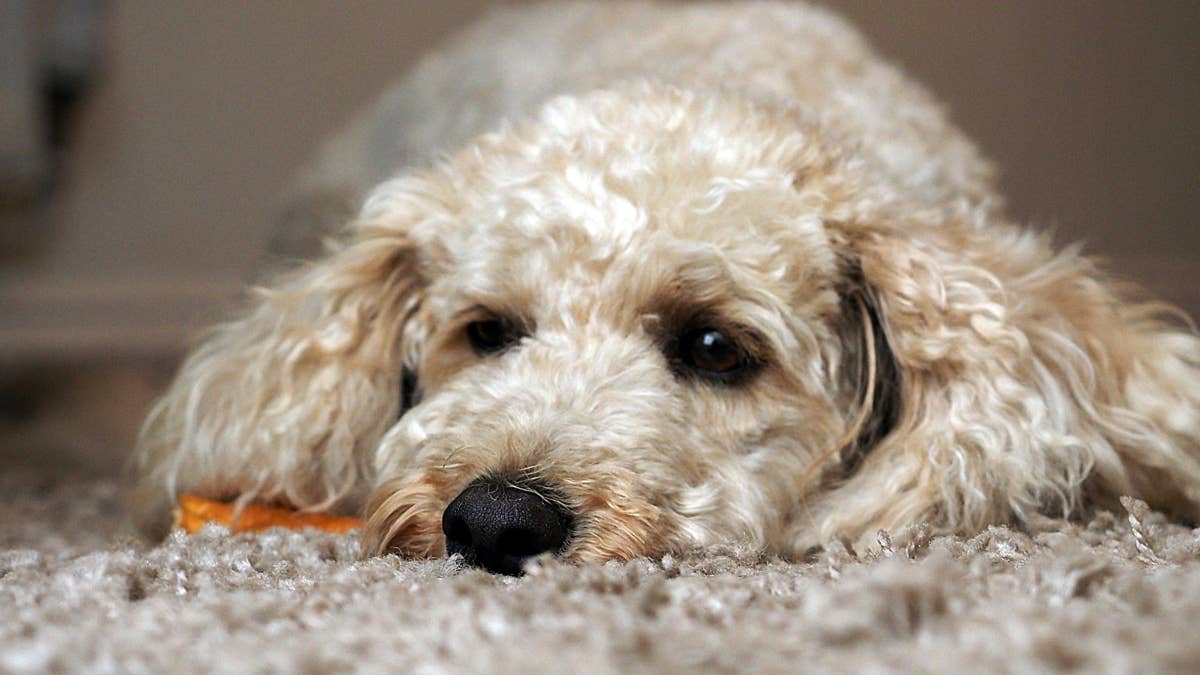 Sweetest Mini Cockapoo Confirms That She Was Once Human, and We Are ...