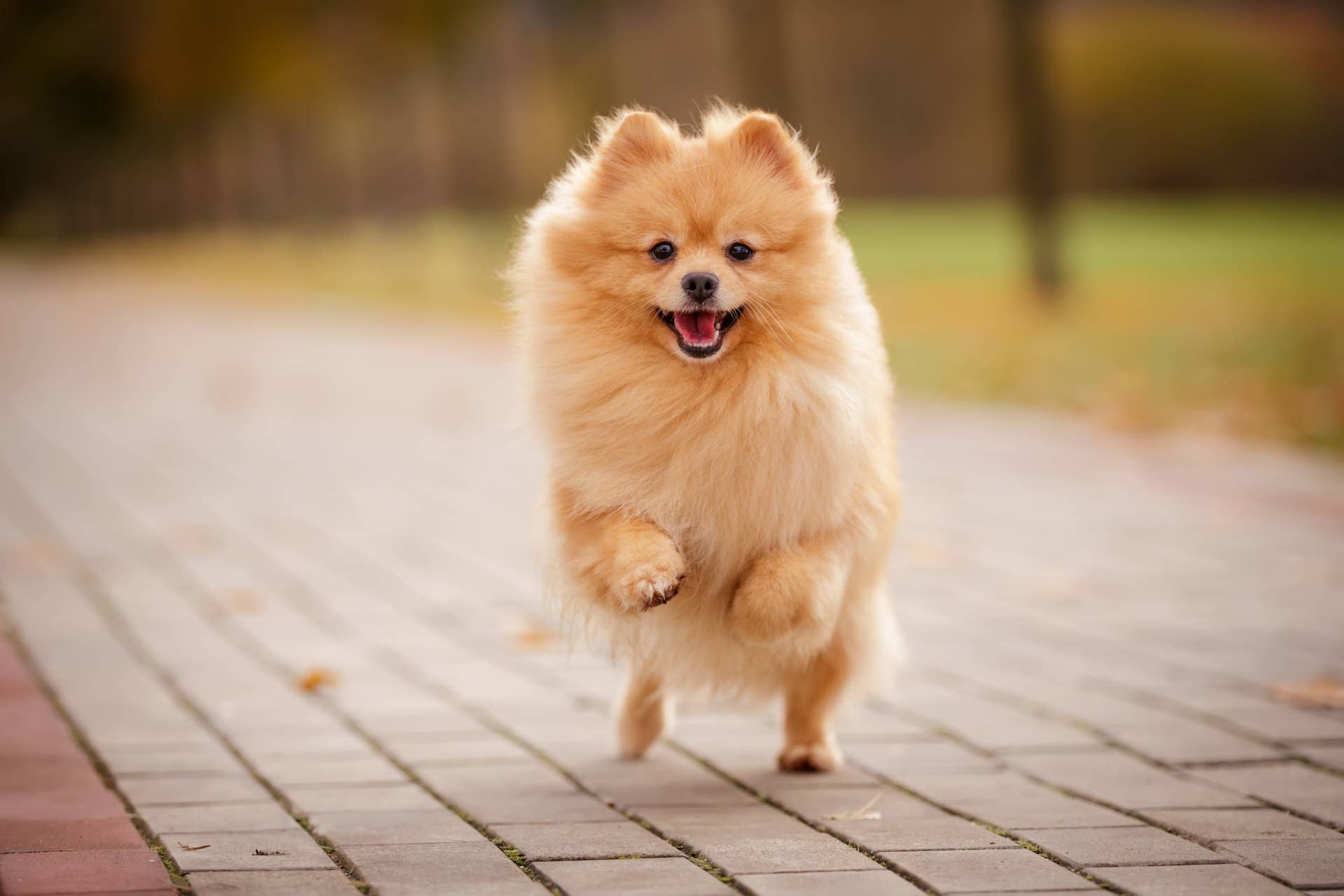 Tiny Pomeranian Takes His Halloween Crab Costume Way Too Seriously and Starts Terrorizing the Other Dogs