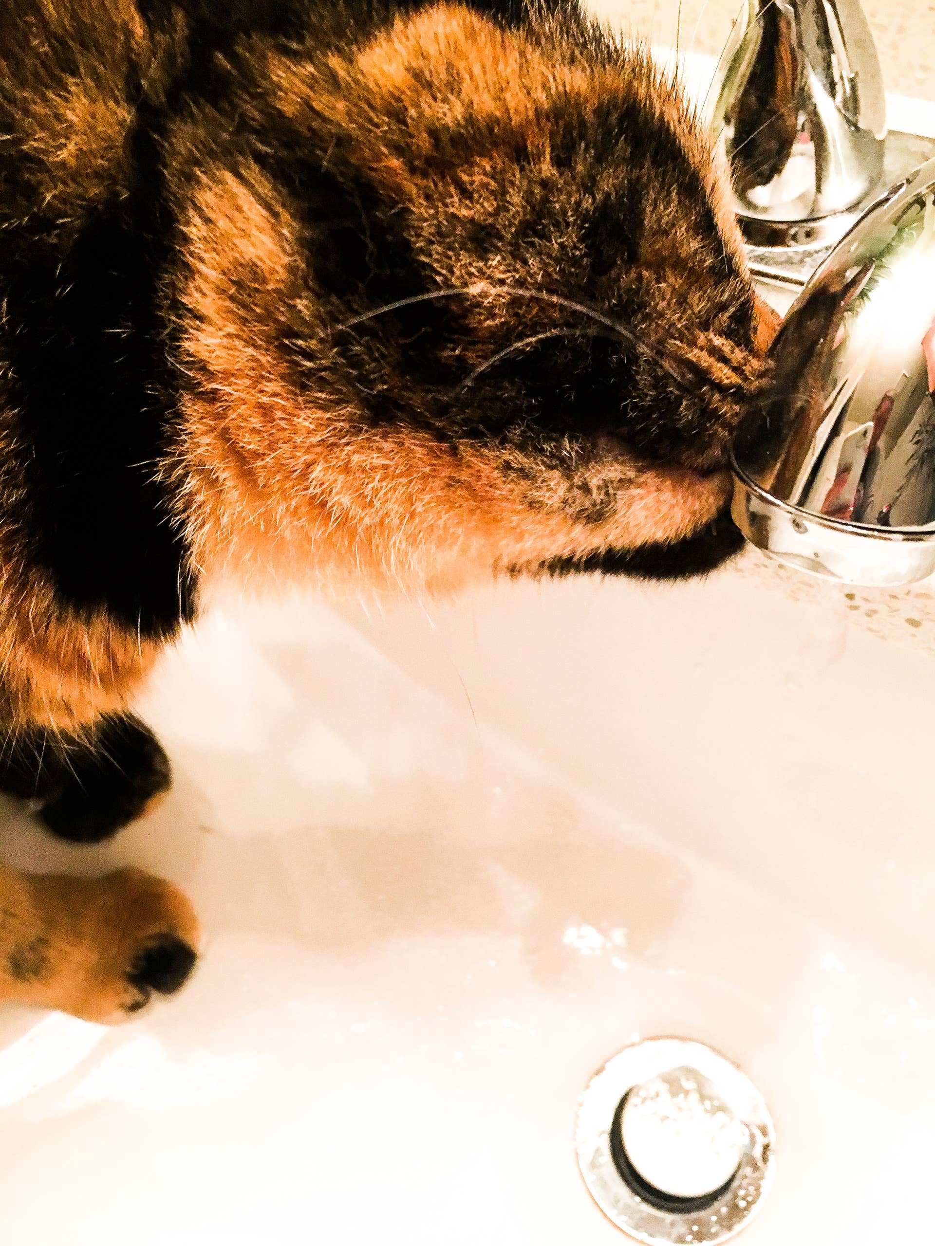 Tortoiseshell Cat Copies Mom's Nightly Skincare Routine and Washes Her ...
