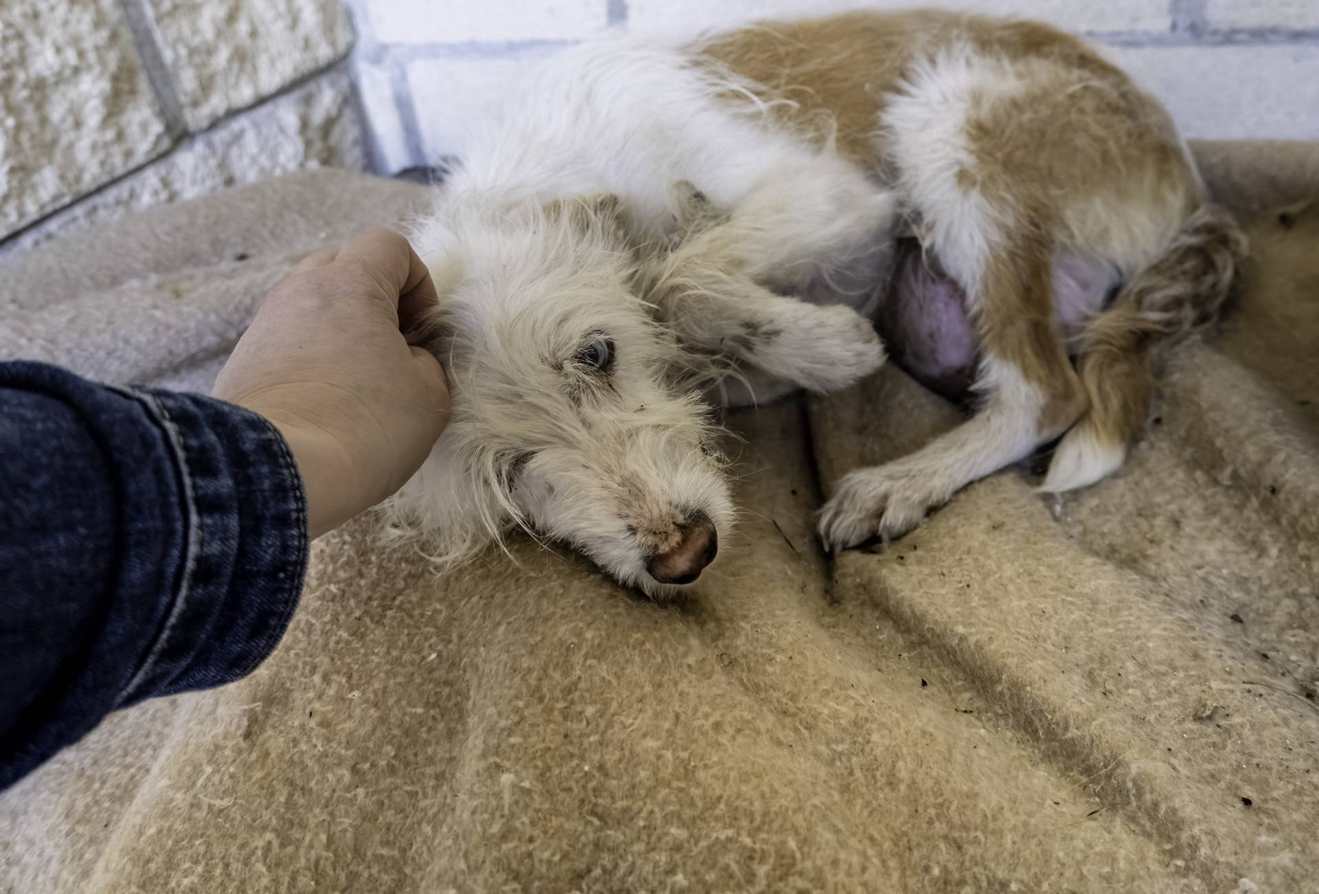 Pets Getting Scared Free Rescue Goldendoodle Gets a Second Chance and She's Perfect ...