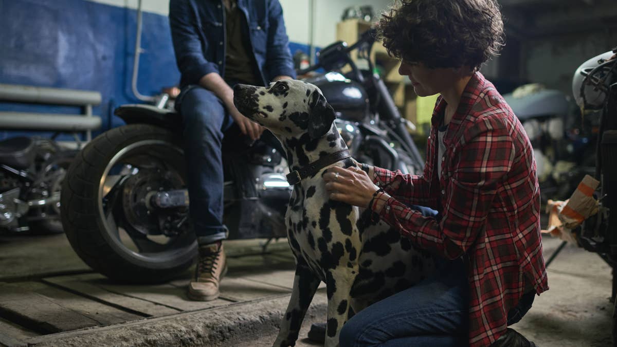 Why Antifreeze Is So Dangerous to Pets—and What to Do After a Suspected Exposure