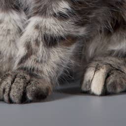 Lions Maine Rabbit Fluffy Litter of Maine Coon Kittens Look Like Adorable Dust Bunnies ...