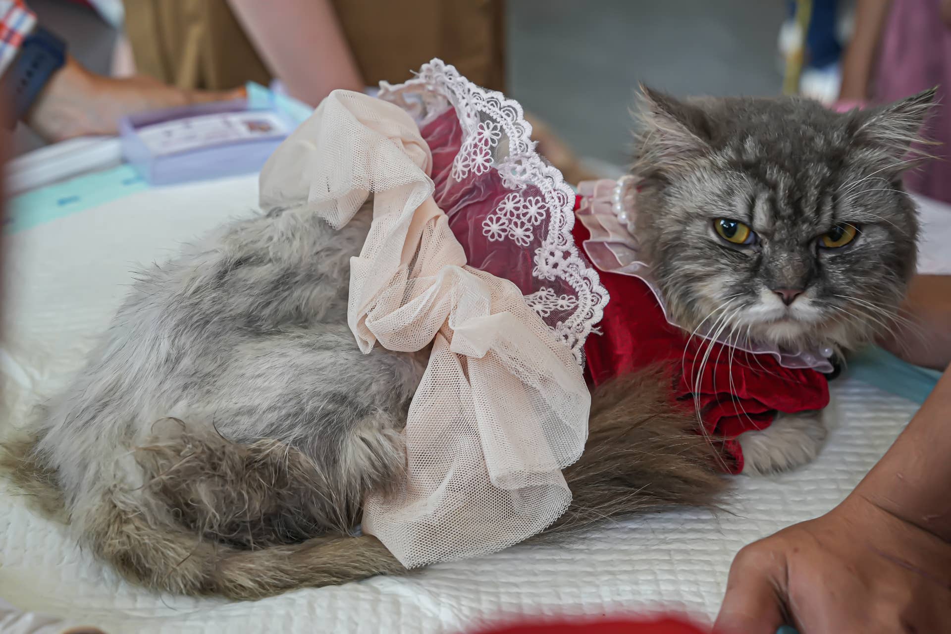 Persian Cats' 'Golden Girls' Costumes Will Have You Thanking Them for Being a Friend