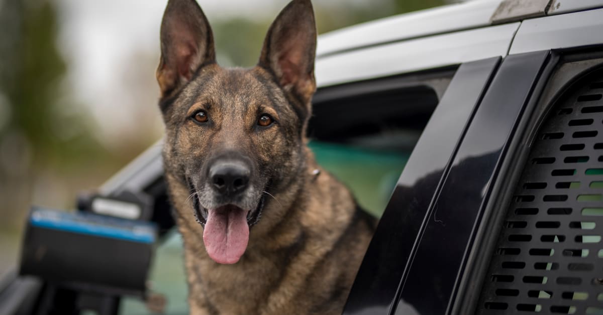 K9 Dog Steals All Mom's French Fries and It's Priceless - Parade Pets