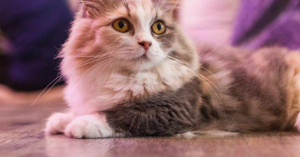 Precious Video of Cats Hopping Down the Stairs Together Is a True