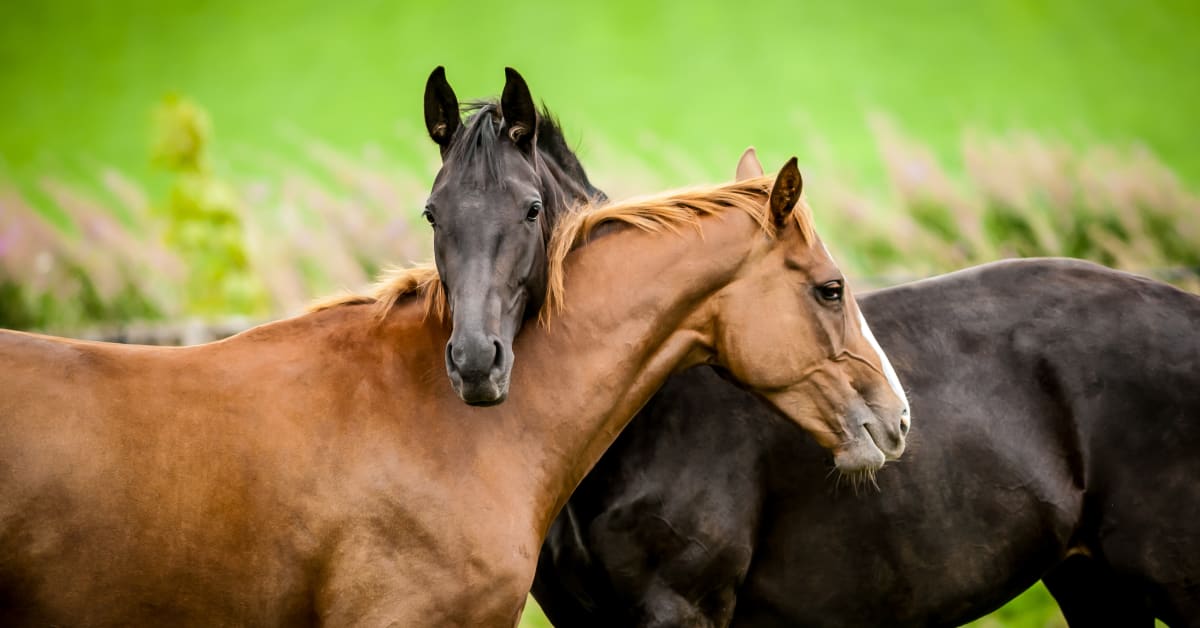 Neighbor Horses' Tender Embrace After Being Separated For A Month Is So 