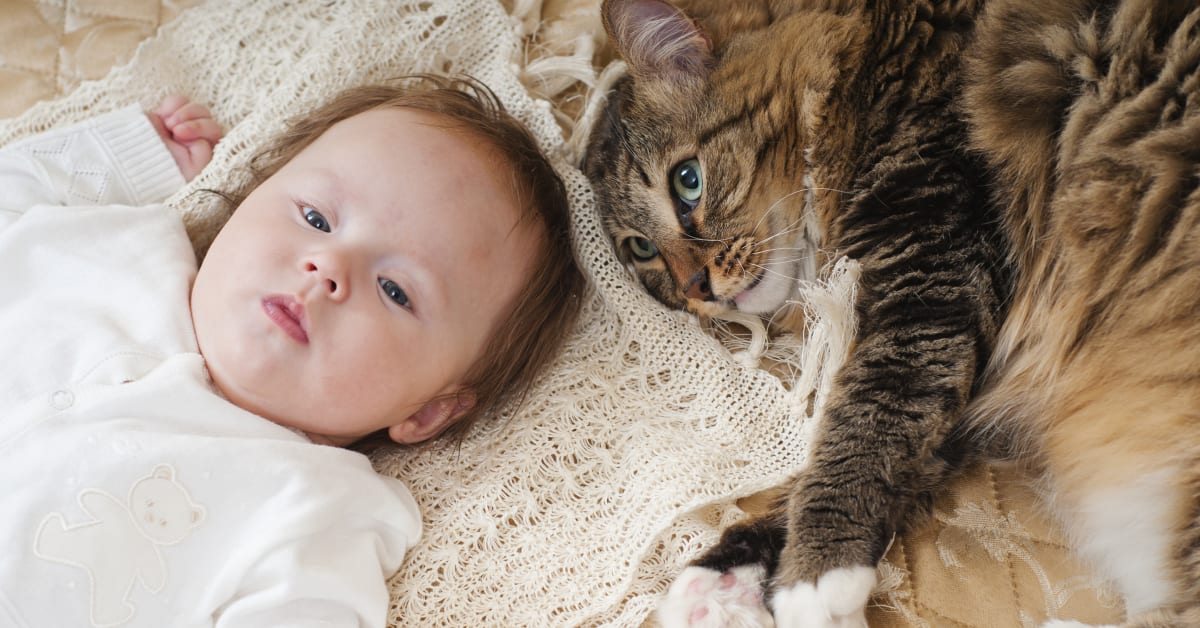 Cat's Beautiful Friendship with Human Baby Tugs at the Heartstrings