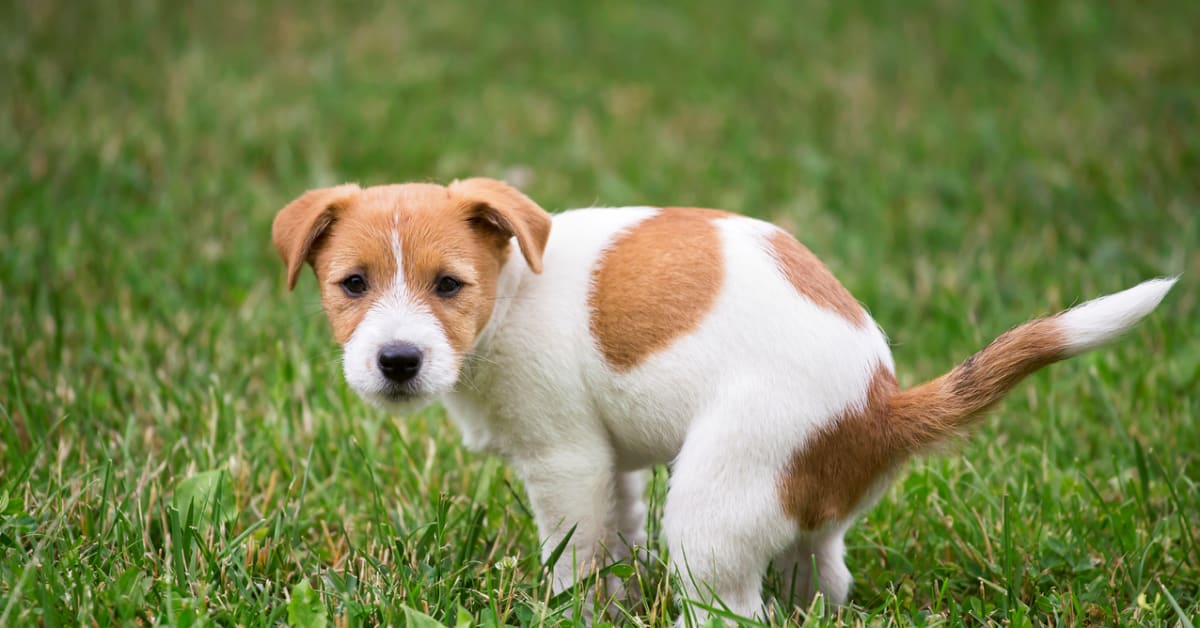 Top Sign Your Dog's Poop Is Unhealthy, According to Vets - Parade Pets