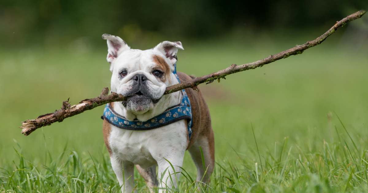 English Bulldog's Determination to Bring Huge Stick Inside Is a Riot ...