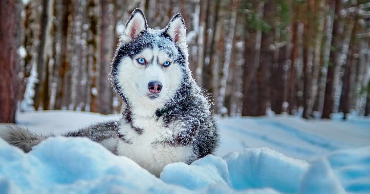 Dog Mom's Hilarious 'Husky Hunting Mockumentary' Spotlights the Breed's ...