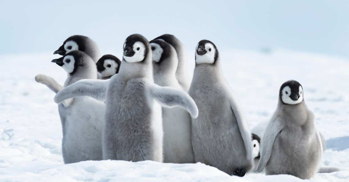 Rare Footage of Baby Penguins Diving Off Cliff in Antarctica Has ...