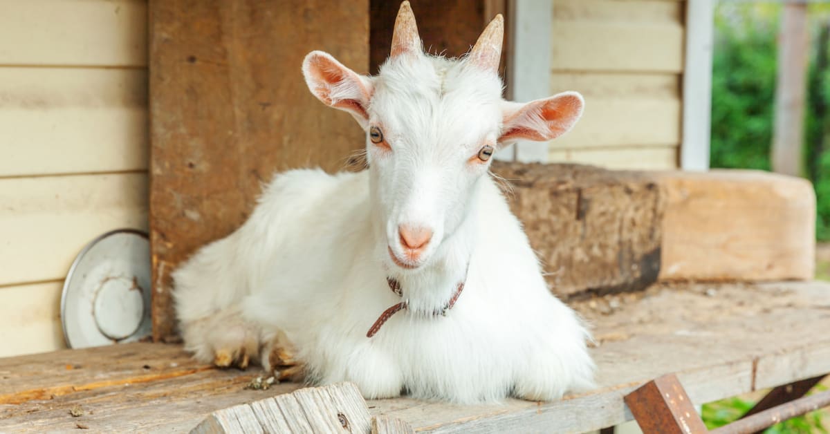 Inspiring Rescue Goat's First Steps With New Prosthetic Legs Show 