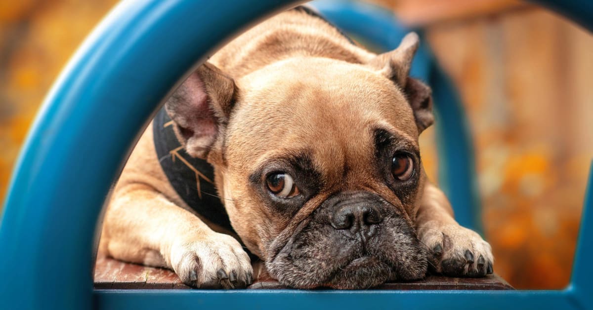 Here's Exactly What to Do If a Dog Gets Skunked and What to Avoid