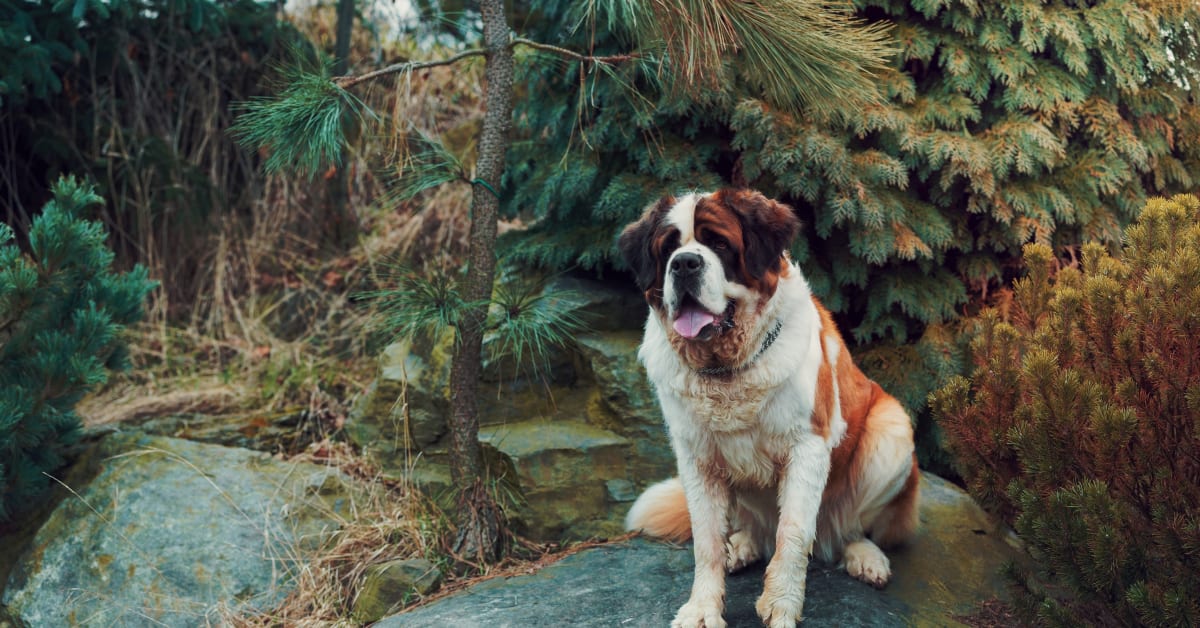 St. Bernard Worried About Being Left Behind on Camping Trip Is Such a