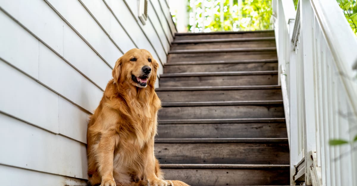 Golden Retriever 'Bunny Hopping' Down the Stairs Is Pure Joy Parade Pets