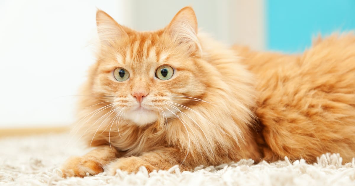 Cool Hack for Successfully Clipping a Cat's Nails Is a GameChanger