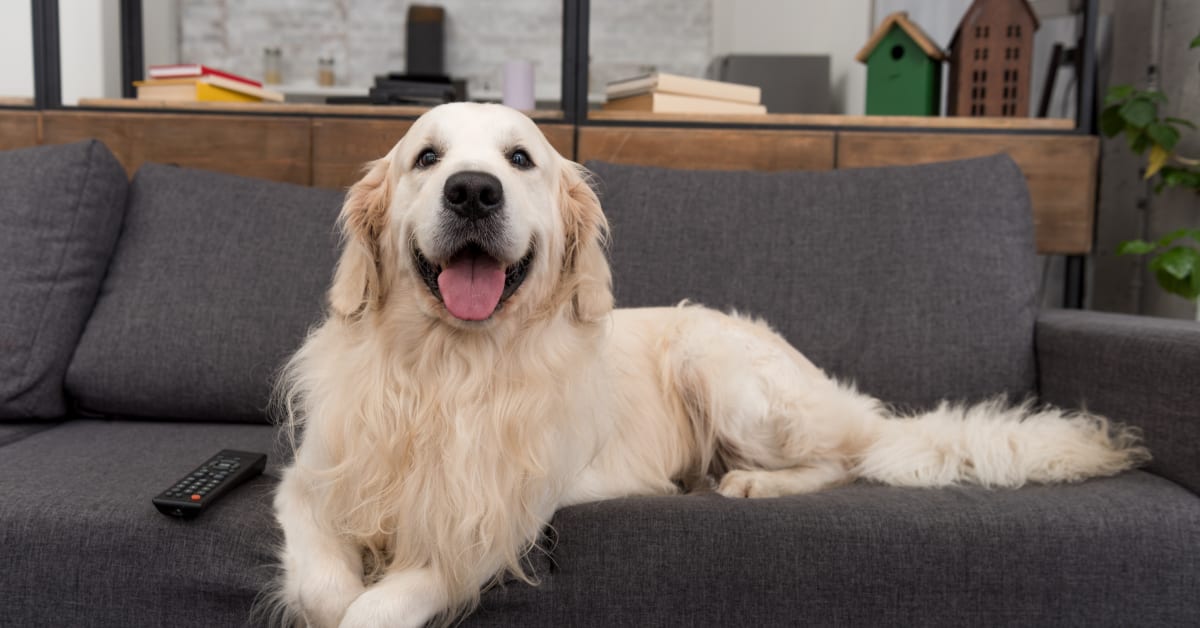 Golden Retriever Plays a Prank on His Dad and He Got Him Good Parade Pets