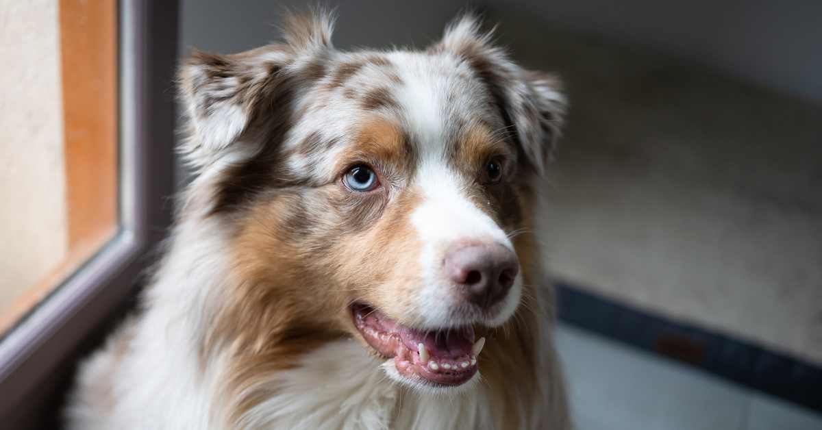 Australian Shepherd's Persistent Attempt to Warn Family of Disaster Is ...