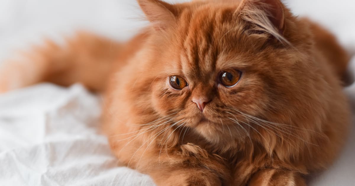 Cat Mom Recalls Heartwarming Moment Her Rescue Kitty Felt Safe with Her