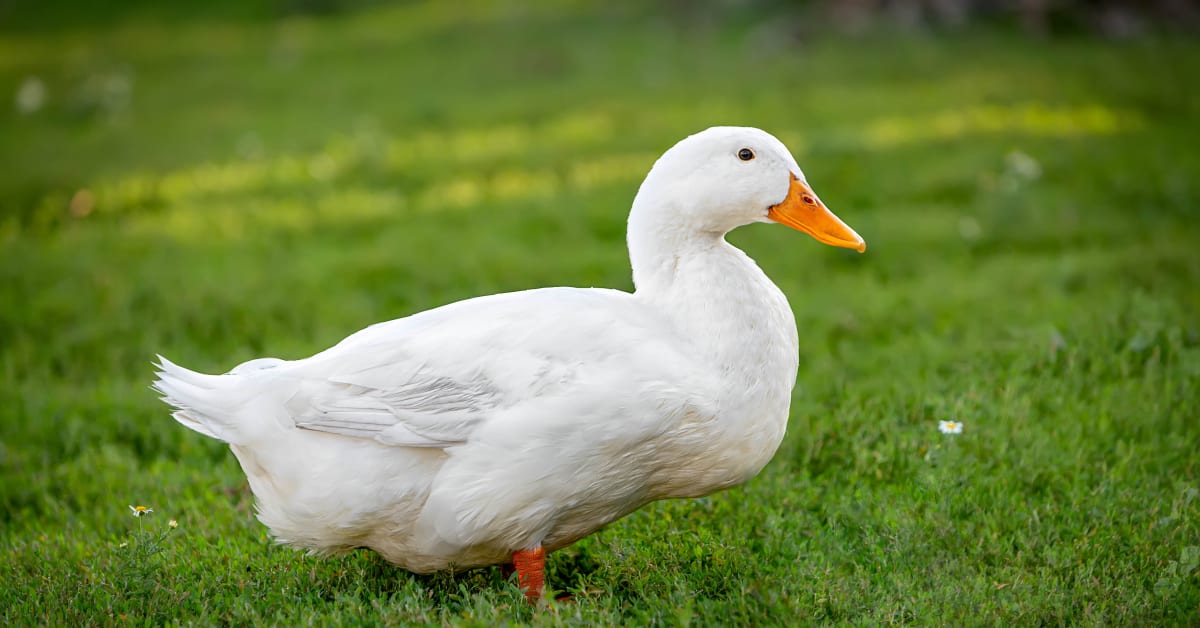 Goose Who Was Bullied by Former Flock Finally Makes a New Best Friend ...