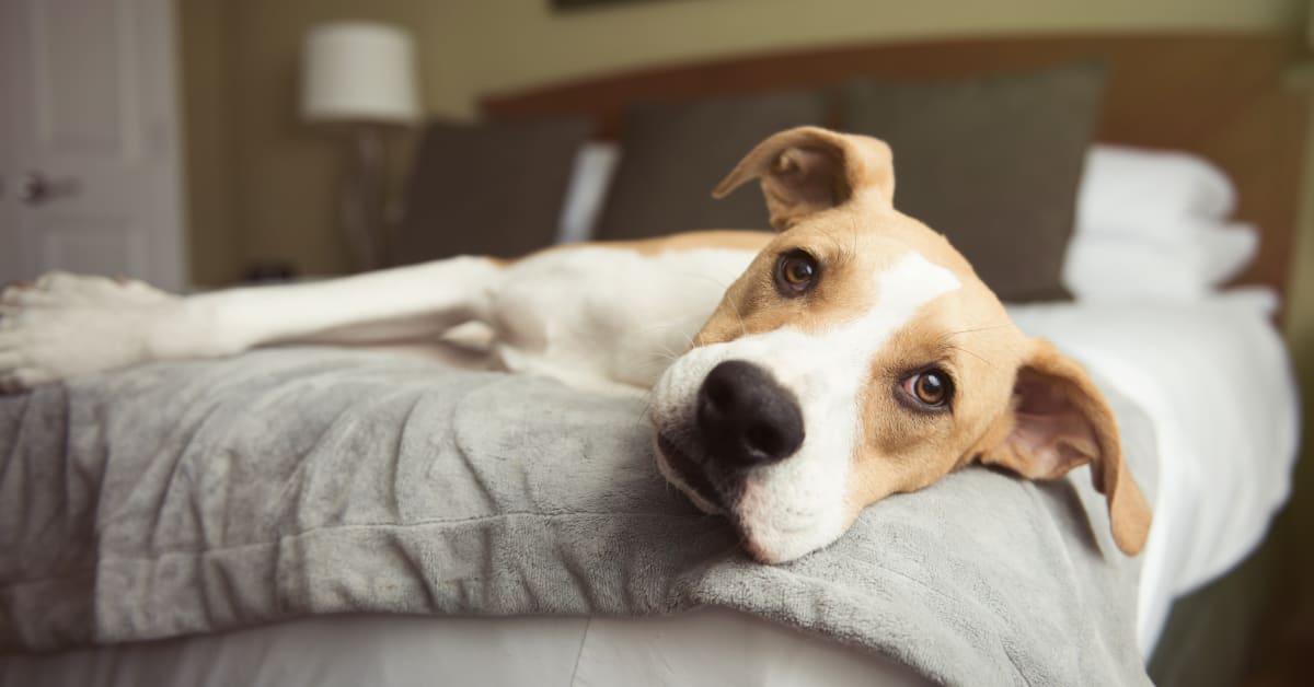 Deaf and Blind Dog's Way of Communicating with Buttons Is Just