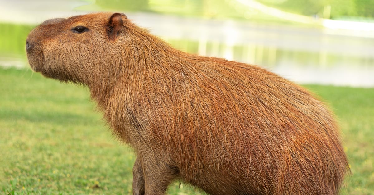 San Diego Zoo Shows Off Capybara's Unique Toes and They're Surprisingly