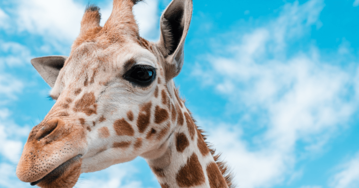 San Diego Zoo Shares Facts About Giraffes Most People Don't Know