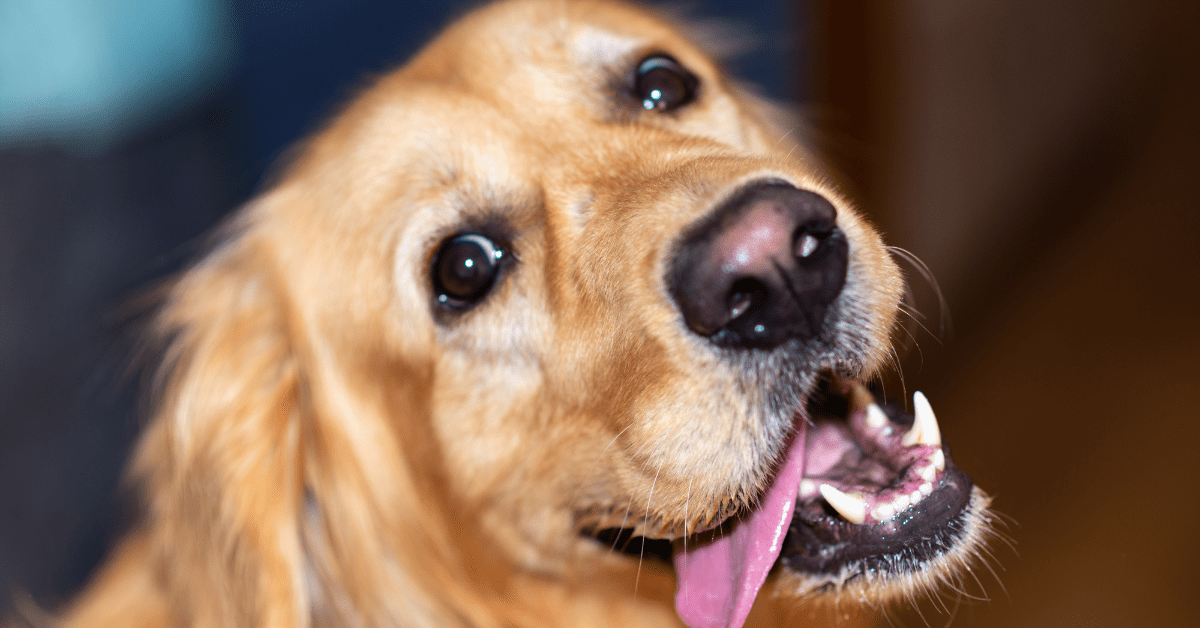 Golden Retriever Is the 'Perfect Gentleman' When Mom Offers McDonald's ...