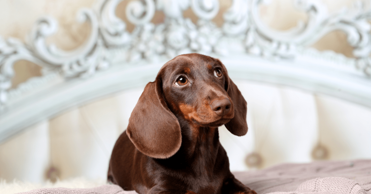 Mini Dachshund's Cute Bond with Rhodesian Ridgeback Older Sister Is ...