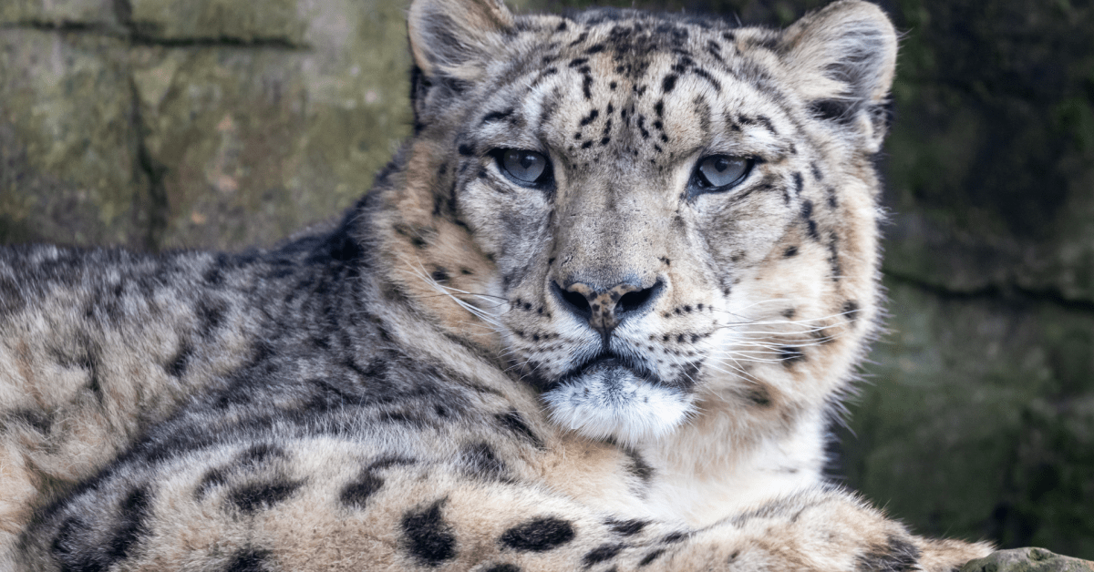 toronto zoo snow leopard pregnant