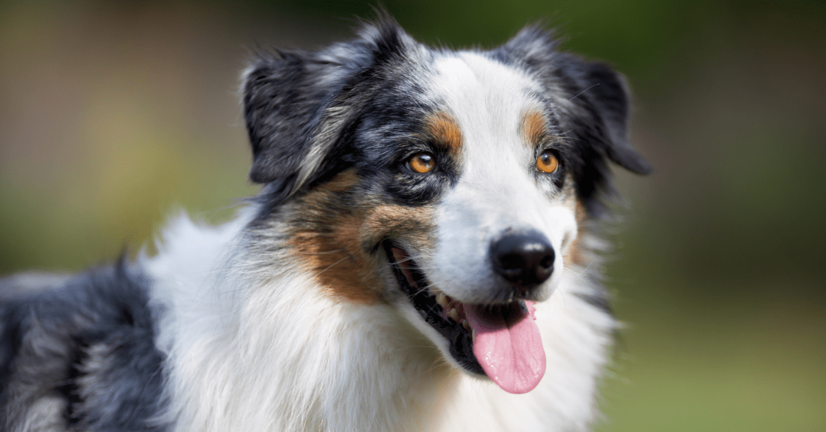 Australian Shepherd Bringing Sick Mom Water in Bed Is the Best Little ...