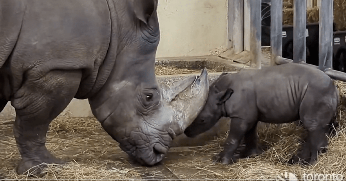 Toronto Zoo Shares New Footage of 2-Week-Old White Rhino Playing With ...