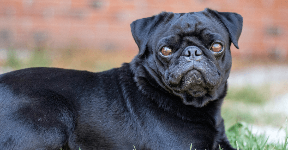 Pug Cries Tears of Sadness Upon Realizing It's High Tide at the Beach ...