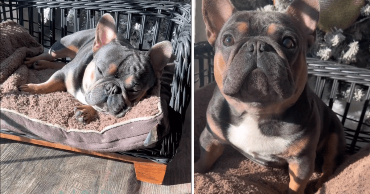 French Bulldog Shows His Morning Skin Routine and It's Fascinating