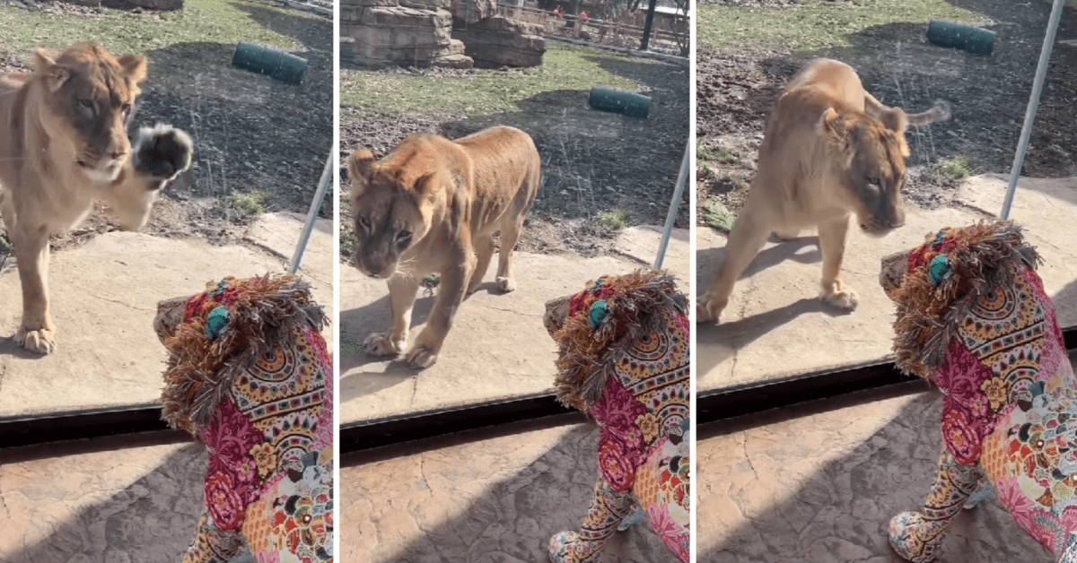 Lion at Potawatomi Zoo in Indiana Has Strong Feelings About a 'Snazzy ...