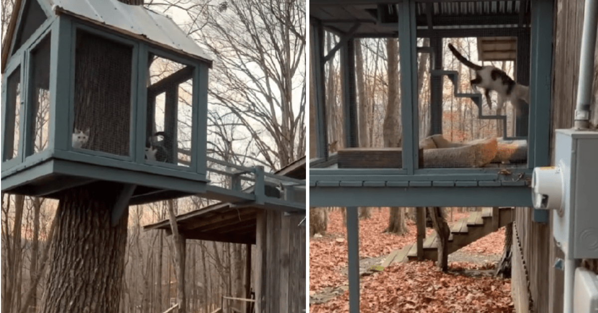 Kitten Rescue Has the Most Magical IndoorOutdoor Treehouse for Cats