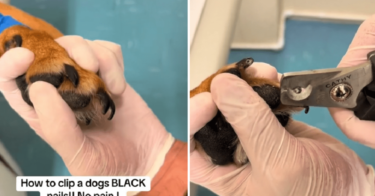 Veterinarian Shows How to Safely Clip a Dog's Black Nails and Makes It