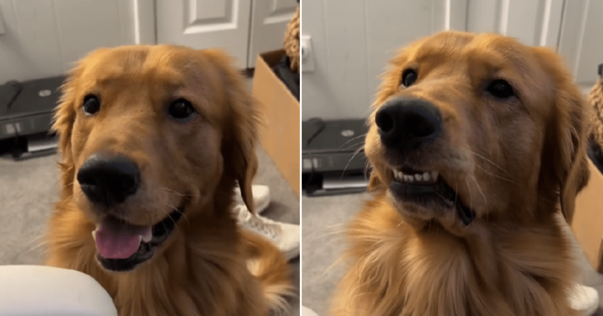 Golden Retriever Has the Perfect Response to Learning His Girlfriend Is ...