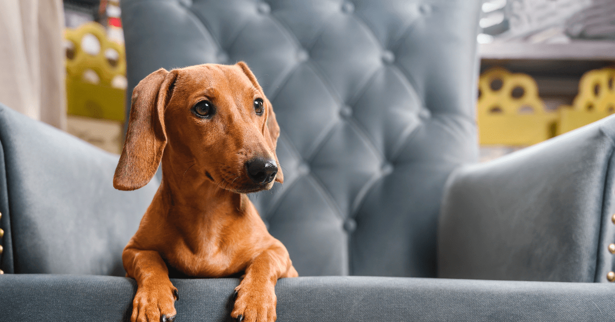 Mini Dachshund's Cute Way Of Showing Love For Staffy Sister Is 