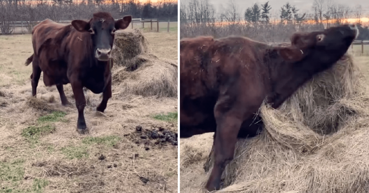 17YearOld Rescue Cow Shows Off Her Joy With 'Zoomies' and It's a