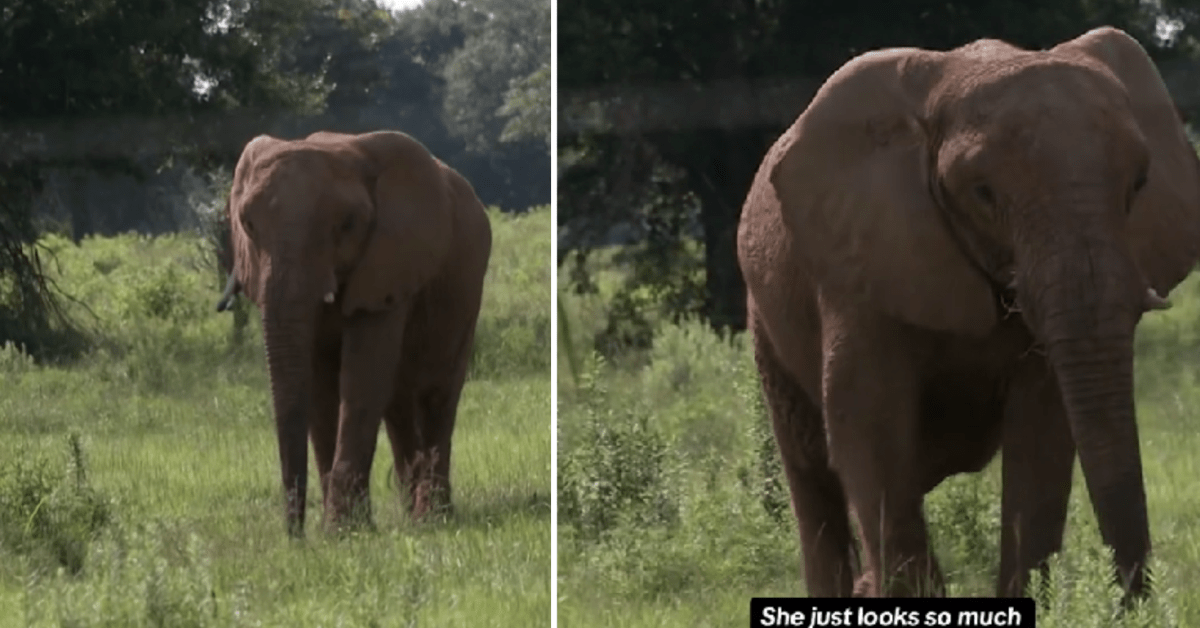 Elephant Rescued From Puerto Rico Zoo Finds Her Herd After 30 Years of