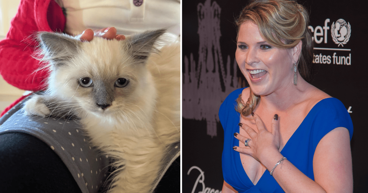 jenna bush hager introduces new kitten named hollywood on instagram