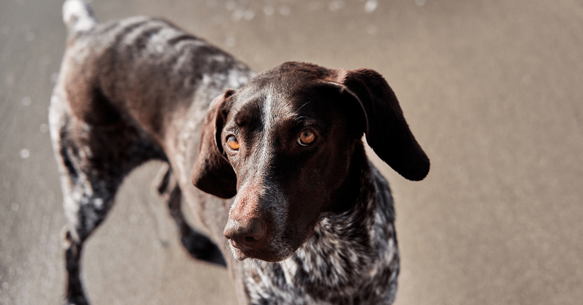 Working German Shorthaired Pointer and Sea Otters Share Unexpectedly